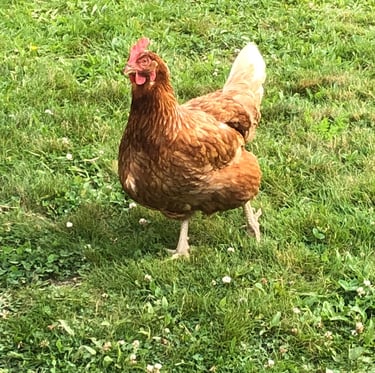 Chicken on the farm - musings, Bound Impressions