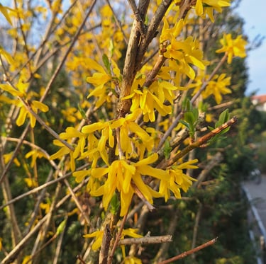 a Forsythia bush with a bunch of yellow flowers in spring