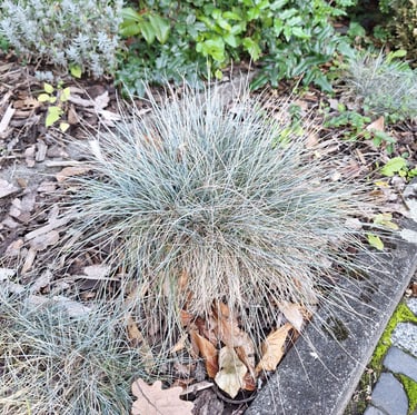 a drought tolerant Blue Fescue plant for full sun