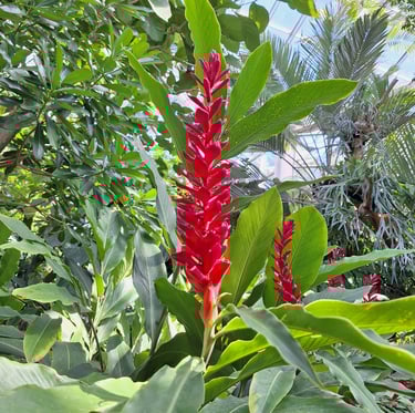 long red Asian flowers that are called Red Ginger