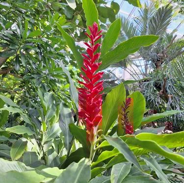 long red flowering stems named Red Ginger