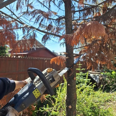 a specialist cutting down a tree in our growing lab