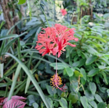 green vegetation with one Indian Coral Hibiscus