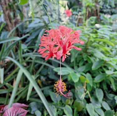 a red flower in a garden with green leaves