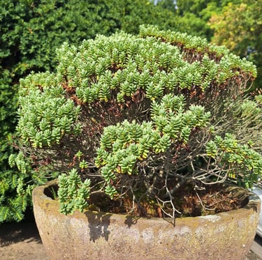 a small evergreen shrub with miniature leaves