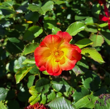 a dwarf bush with one flower in full sun