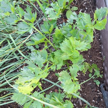 a planter with a Parsley and other herbs