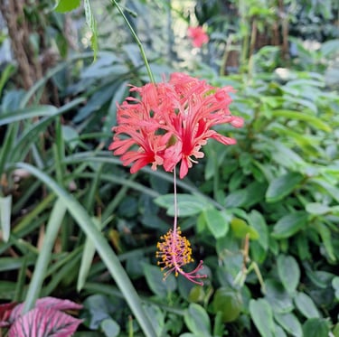 green vegetation with one Indian Coral Hibiscus