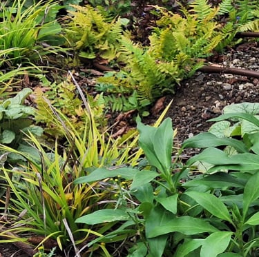 ornamental plants planted in a garden bed with no weeds