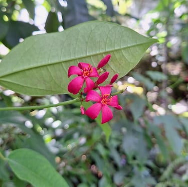 tiny red Peregrina flowers blooming on a thin stem