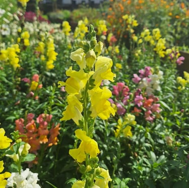 a Chinese Snapdragon blooming in a field of flowers