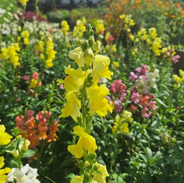a Chinese Snapdragon blooming in a field of flowers