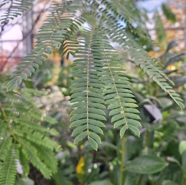 feathery light green leaves of the Balm Cypress