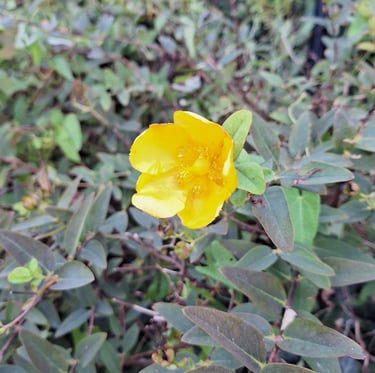 a flower at the end of a stem