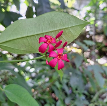 two red Vietnamese and Thai Peregrina flowers