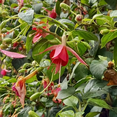 a Fuchsia bush in a hanging basket in shade