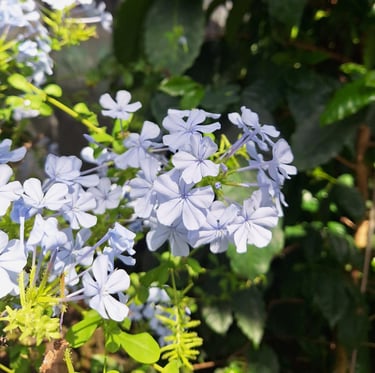 a blue flowering plumbago