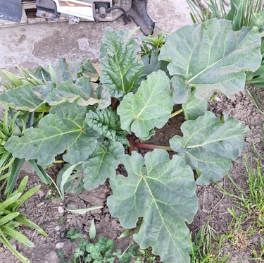 a Chard plant around many weeds