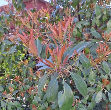 a big Nandina Domestica bush in our garden