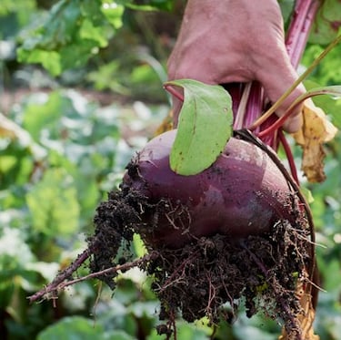 one Beet plant getting harvested