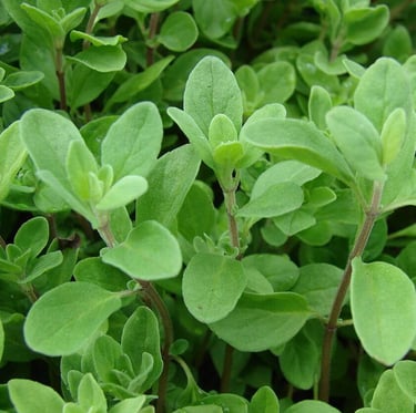 a lot of round green herb leaves