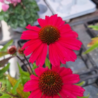 one big perennial Coneflower in a zone 6 garden