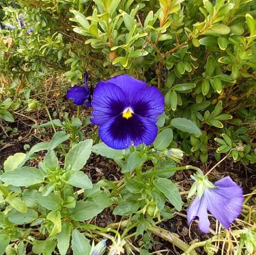 a purple Indian Hybrid Violet flower