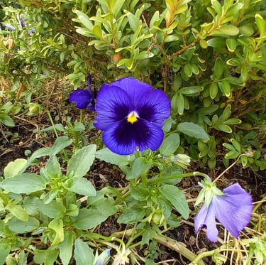 one Himalayan Hybrid Violet flower