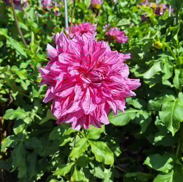 a green spring bush with a pink flower on top