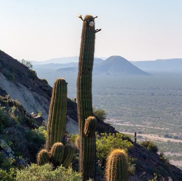 multiple Cardon cacti growing at high atidude