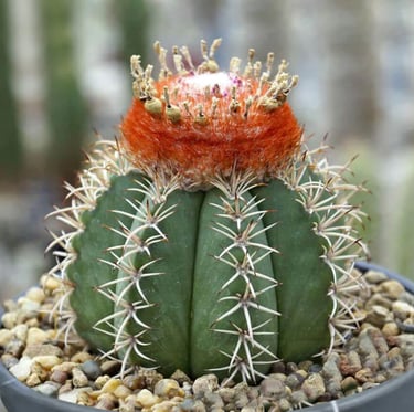 a cactus plant with a red flower and white spines