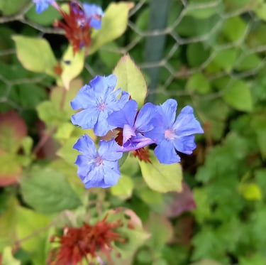 three Pulmonaria shade bush flowers colored blue
