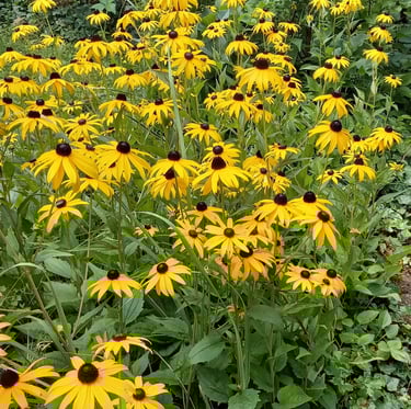 Multiple Black Eyed Susan flowers in fertilized soil