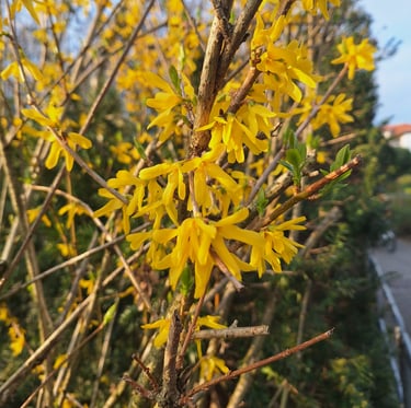 multiple container Forsythia bushes with yellow flowers