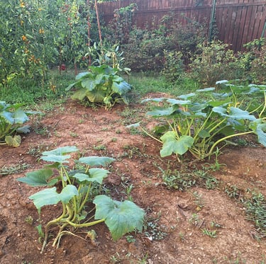 gardening with vegetables: the normal method