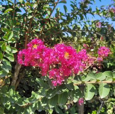 a Crape Myrtle bush with one pink flower blooming in full sun