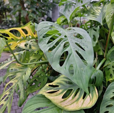 vertical garden plants with big green leaves