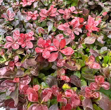 red Barberry leaves