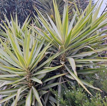 two Yucca perennial plants growing together