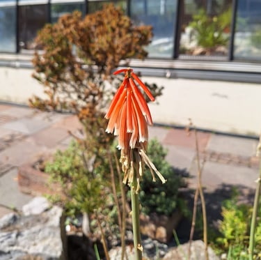 one Chinese flower with orange petals