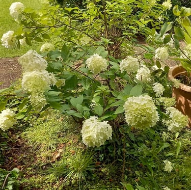 an ornamental bush with white flowers called Viburnum