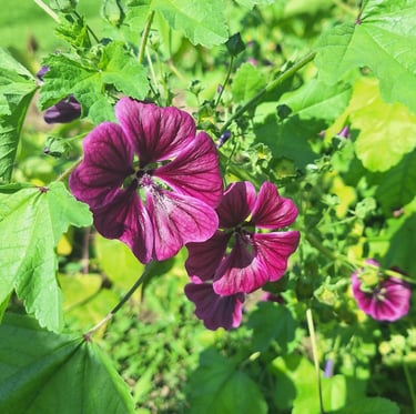 two purple annual flowers that like shade