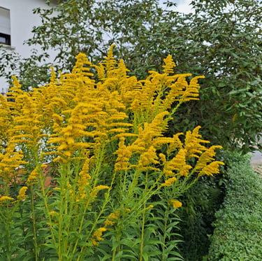 a lot of stems with tiny yellow blooms called Golden Rod