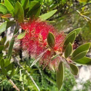 a red and long flower with green leaves