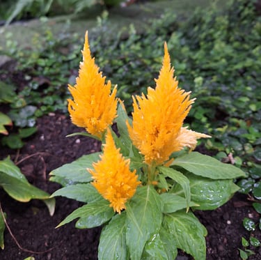a plant with three yellow flowers in a garden