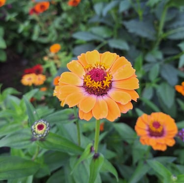 a full sun drought resistant plant with a flower
