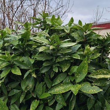 a leafy year-round green plant in shade