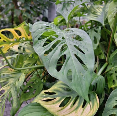 multiple vertical garden Swiss Chese Plant leaves
