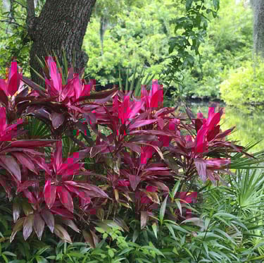 multiple red leaved Ti Plants in a tropical environment