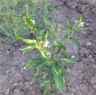 a Pepper plant with multiple green Peppers